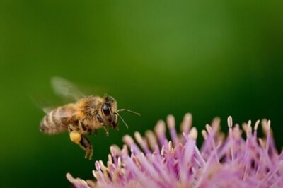 Do bumble bees make honey?